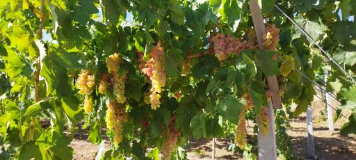 عکس مصطفی حیدری حجره 38