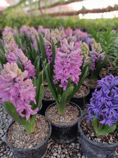 عکس گلخانه بهنو گل