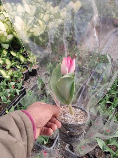 عکس گلخانه بهنو گل