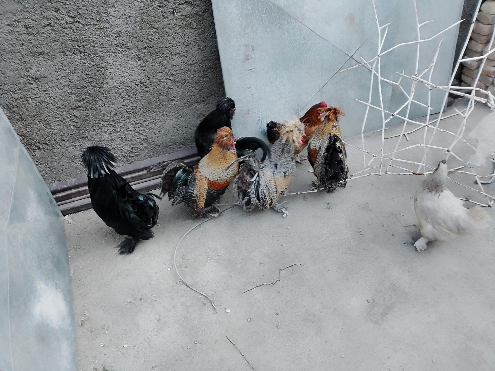 عکس مرغداری ابوالحسن