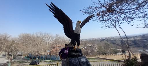 عکس میدان کوهنورد (کاج)