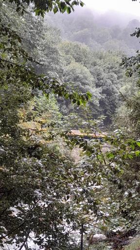 عکس پارک جنگلی رودبارک