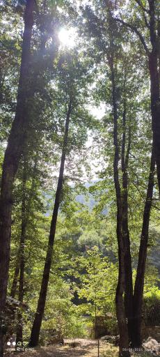 عکس پارک جنگلی رودبارک