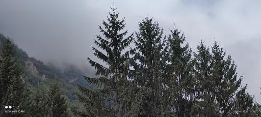 عکس پارک جنگلی رودبارک