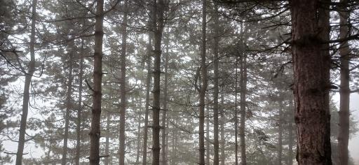 عکس پارک جنگلی رودبارک