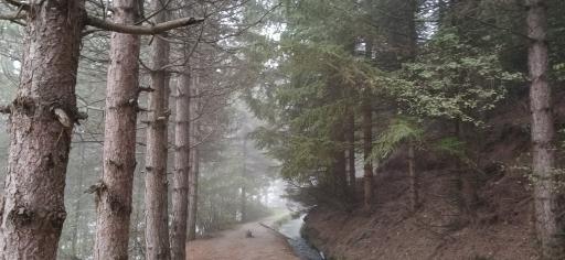 عکس پارک جنگلی رودبارک