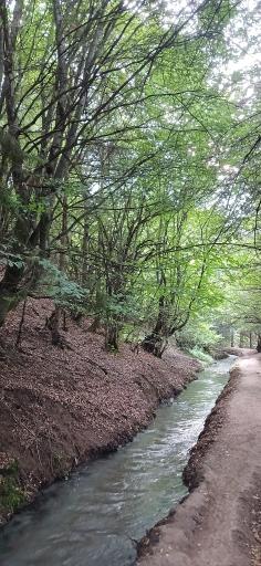 عکس پارک جنگلی رودبارک