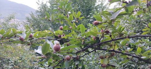 عکس پارک جنگلی رودبارک