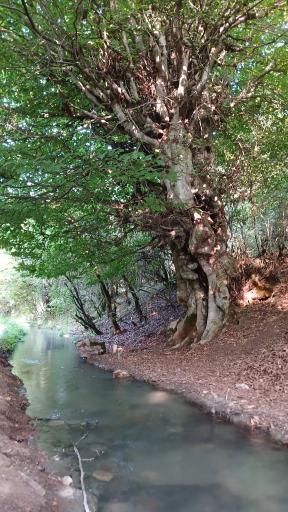 عکس پارک جنگلی رودبارک