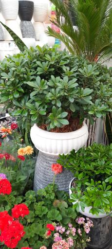 عکس گل فروشی ولنجک