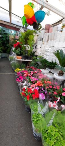 عکس گل فروشی ولنجک