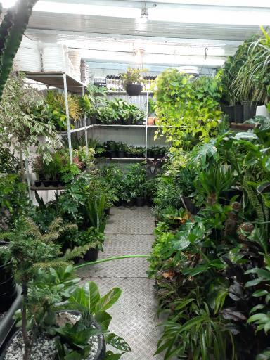 عکس گل فروشی ولنجک