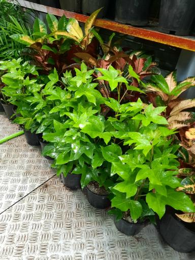 عکس گل فروشی ولنجک