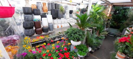 عکس گل فروشی ولنجک