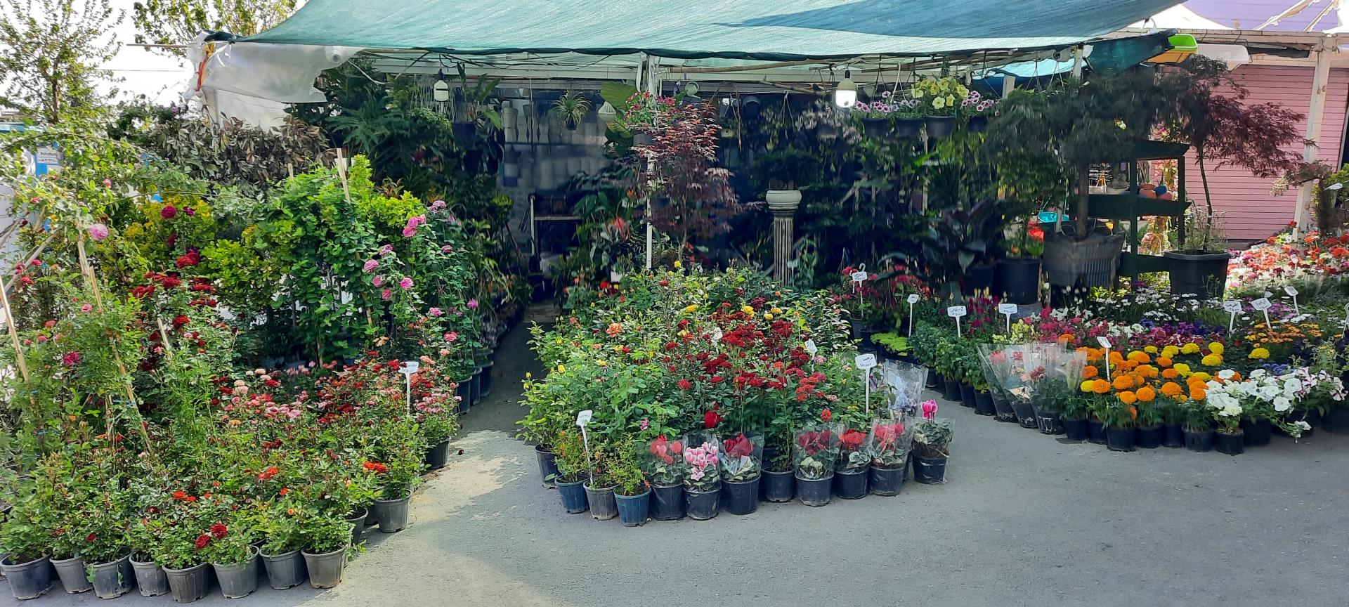 عکس گل فروشی ولنجک