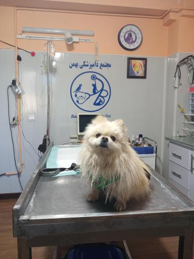 عکس کلینیک دامپزشکی و پت شاپ بهمن