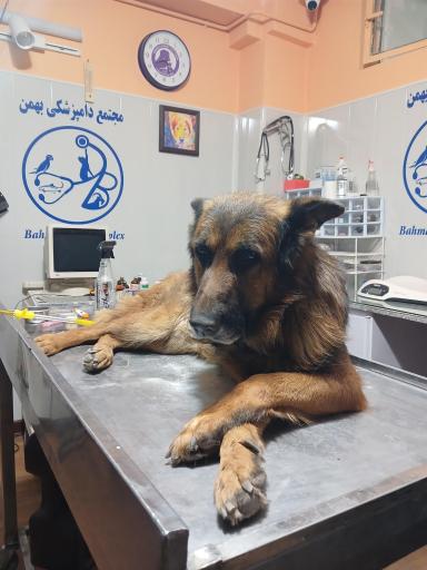 کلینیک دامپزشکی و پت شاپ بهمن