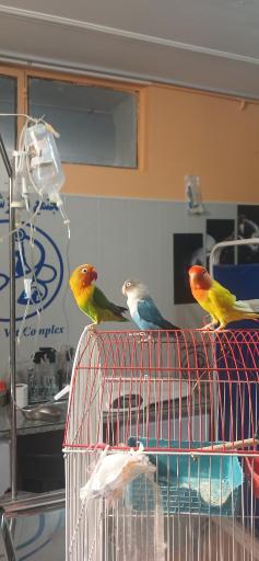 عکس کلینیک دامپزشکی و پت شاپ بهمن