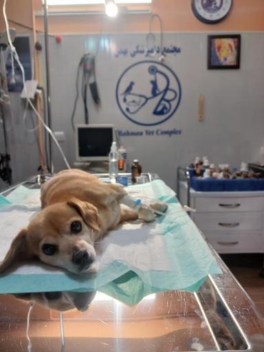 عکس کلینیک دامپزشکی و پت شاپ بهمن