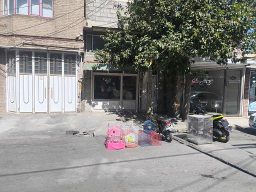 عکس پرنده فروشی محسن