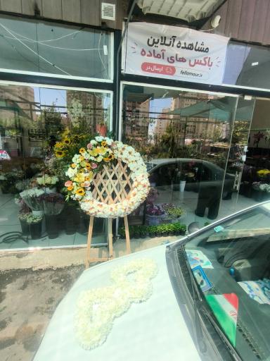 عکس گل فلامور