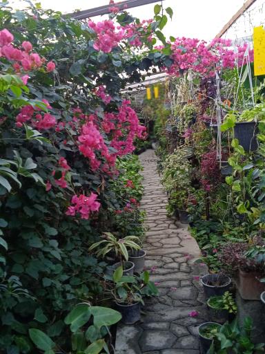 عکس نمایشگاه گل و گیاهان آپارتمانی اردیبهشت