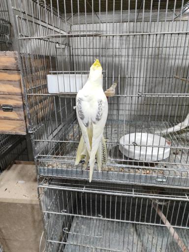 عکس دانه و پرنده فروشی افضلی