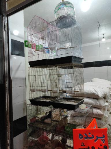 عکس دانه و پرنده فروشی افضلی