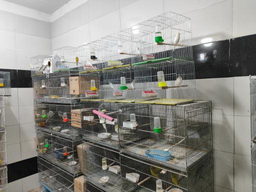 عکس دانه و پرنده فروشی افضلی