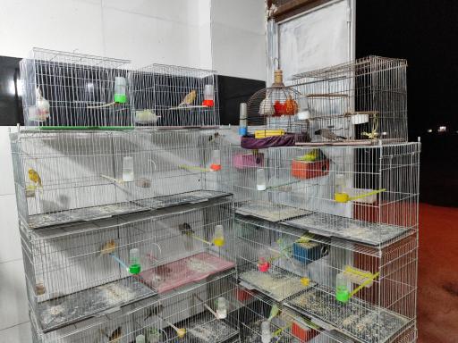 عکس دانه و پرنده فروشی افضلی