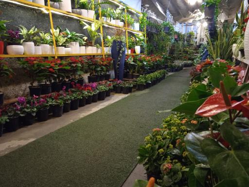 عکس نمایشگاه گل و گیاهان آپارتمانی اردیبهشت