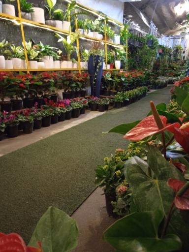 عکس نمایشگاه گل و گیاهان آپارتمانی اردیبهشت