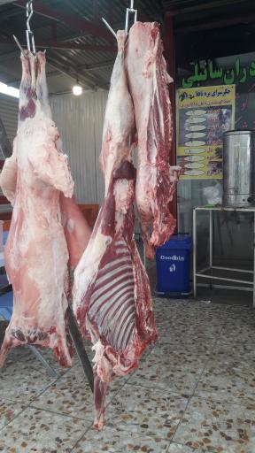 عکس جگرکی بره ناقلا