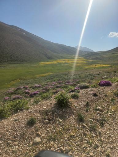 عکس ارجمند