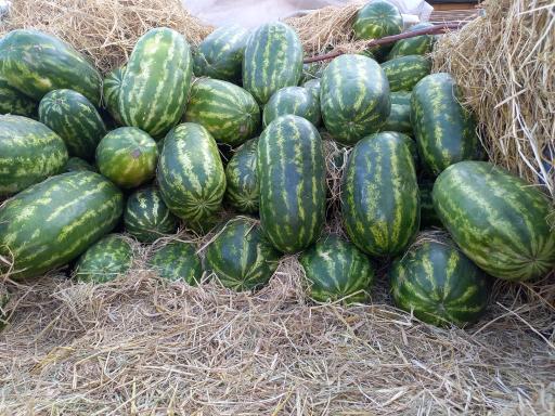 عکس تره بار فتحی