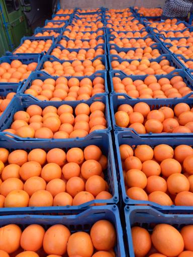 عکس تره بار فتحی