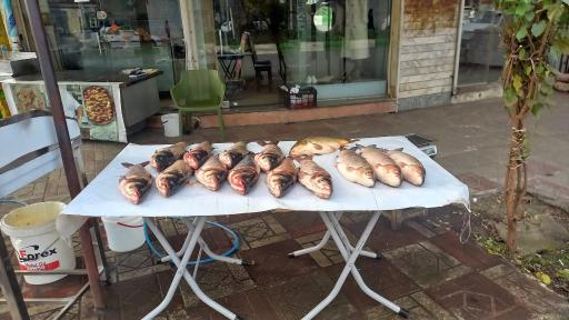 عکس ماهی سرای ماسال