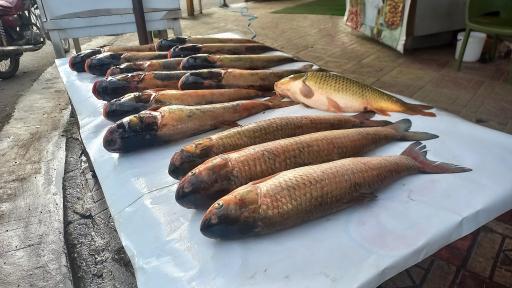 عکس ماهی سرای ماسال