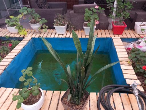 عکس باغچه دالیا