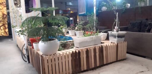 عکس باغچه دالیا