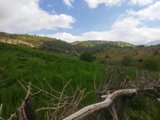 عکس چمن گلی