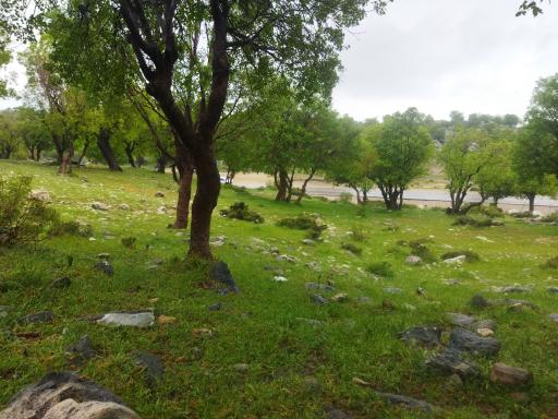 عکس چمن گلی