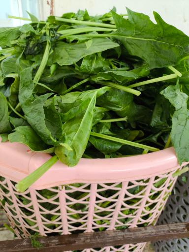 عکس سبزیجات آماده قلب سبز 