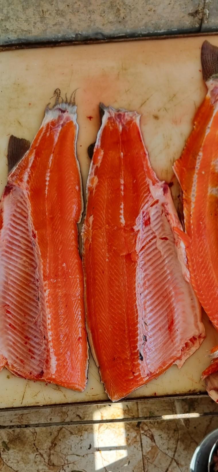 عکس پرورش ماهی قزل آلای رنگین کمان داننده