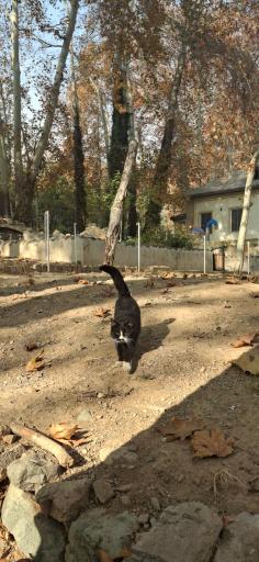 عکس مجموعه فرهنگی تا‌‌‌‌ریخی کاخ سعدآباد