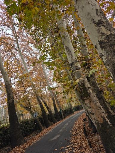 عکس مجموعه فرهنگی تا‌‌‌‌ریخی کاخ سعدآباد