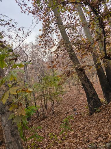 عکس مجموعه فرهنگی تا‌‌‌‌ریخی کاخ سعدآباد