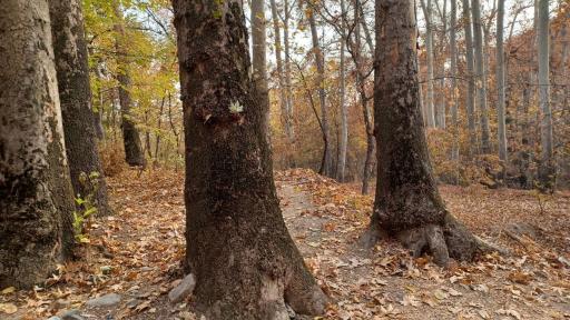 عکس مجموعه فرهنگی تا‌‌‌‌ریخی کاخ سعدآباد