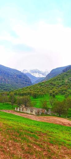 عکس چمن گلی