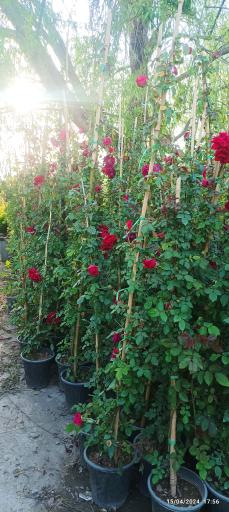 عکس شرکت رویال نهال